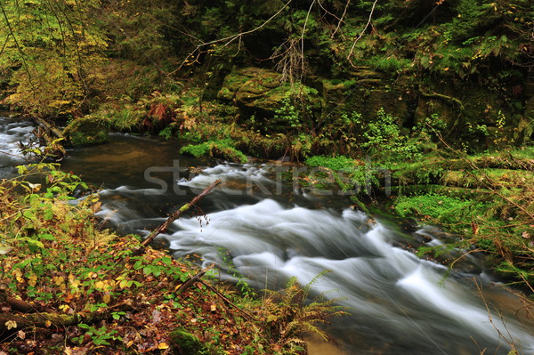ősz színek folyó színes fák levelek Stock fotó © ondrej83