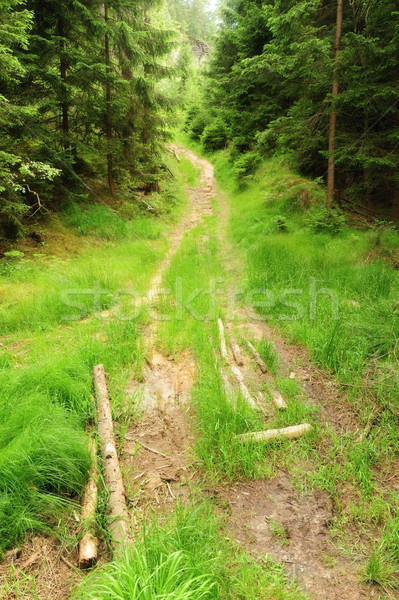 Foto d'archivio: Foresta · percorso · erba · fresche · primavera · natura