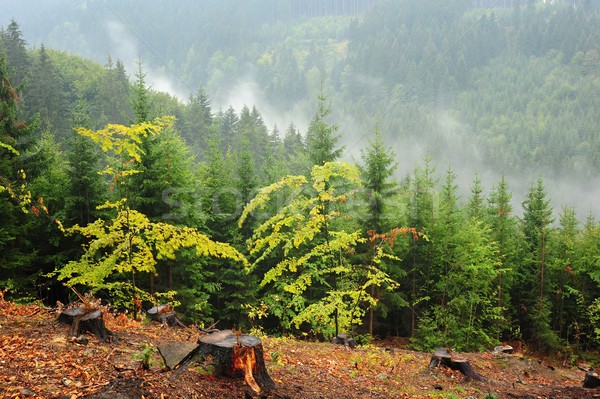 Krajobraz mgły panorama piękna zielone krajobrazy Zdjęcia stock © ondrej83