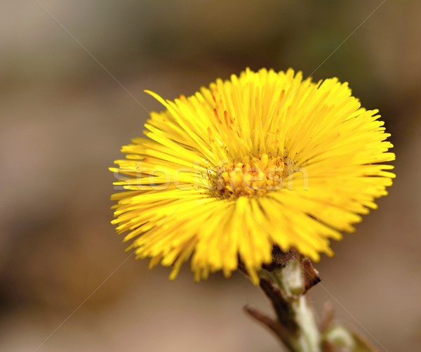 Stock photo: Coltsfoot