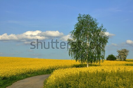 [[stock_photo]]: Bouleau · printemps · domaine · fleur · arbre · herbe