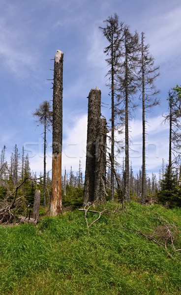 Forest destroyed by bark beetle Stock photo © ondrej83