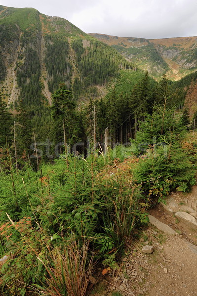 Vue paysage arbre herbe forêt fond [[stock_photo]] © ondrej83