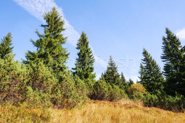 Ansicht Landschaft Himmel Baum Natur Hintergrund Stock foto © ondrej83