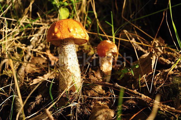 Funghi bella fresche crescita foresta luce del sole Foto d'archivio © ondrej83