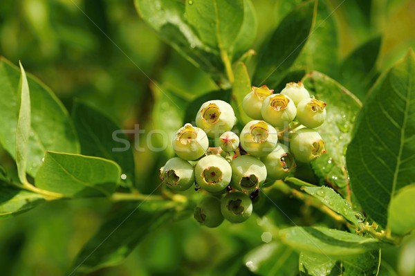 Arándanos rocío pequeño verde arándano Foto stock © ondrej83