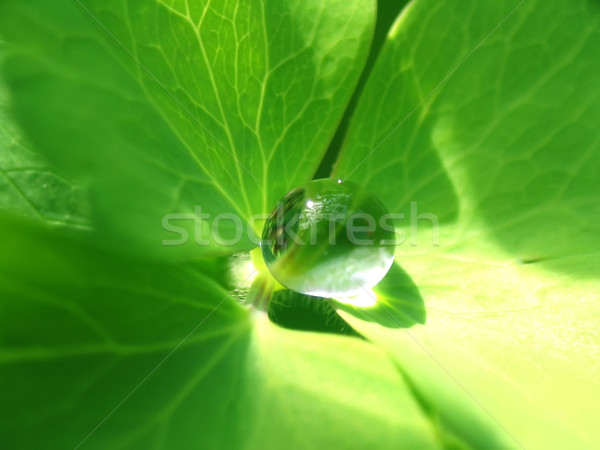 Lluvia caída hoja verde primer plano vista agua Foto stock © oneo