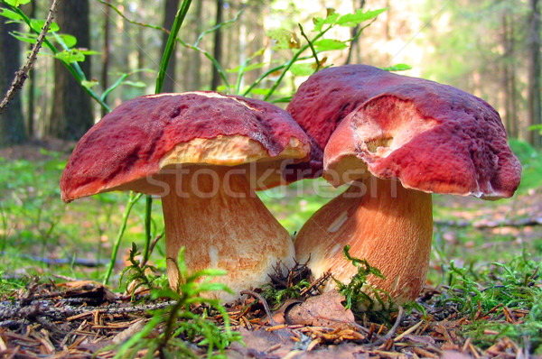Dois grande cogumelos outono floresta boletos Foto stock © oneo