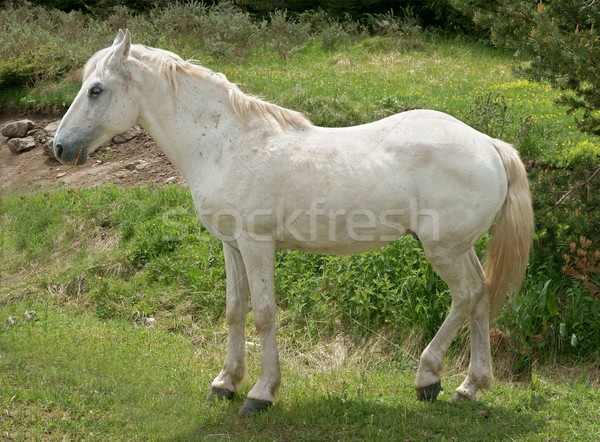 Stock fotó: Ló · fehér · ló · természet · állat · emlős · csődör