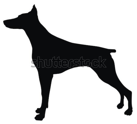 Doberman soyut köpek siluet evcil hayvan vektör Stok fotoğraf © oorka