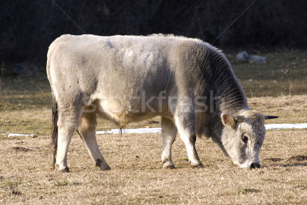 Bull Stock photo © oorka