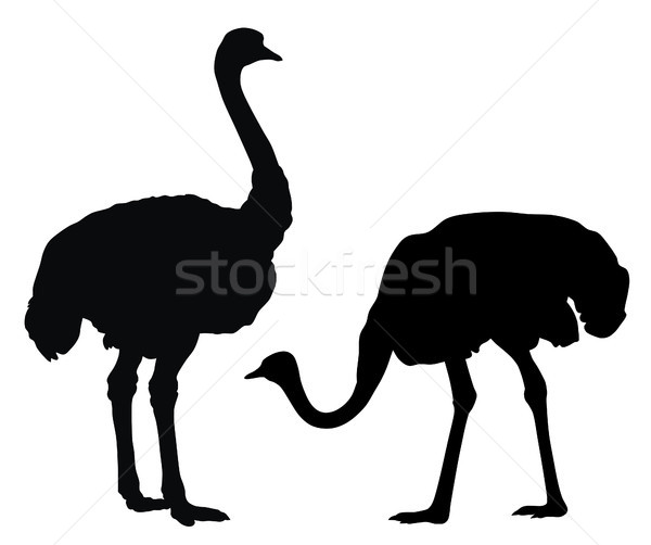 страус аннотация животного иллюстрация Сток-фото © oorka