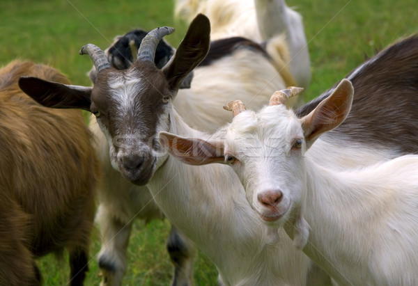 Nieuwsgierigheid kudde geiten boerderij grappig dier Stockfoto © oorka
