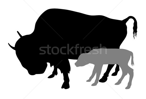 Buffalo Stock photo © oorka