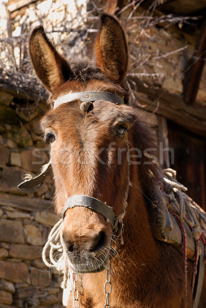 Donkey Stock photo © oorka
