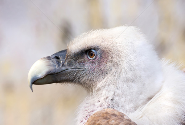 Avvoltoio testa animale profilo piedi Foto d'archivio © oorka
