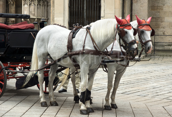Carriage horses Stock photo © oorka