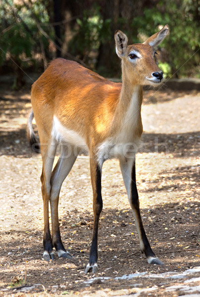 Red deer hind Stock photo © oorka