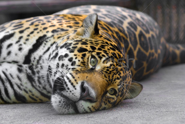 leopard Stock photo © oorka