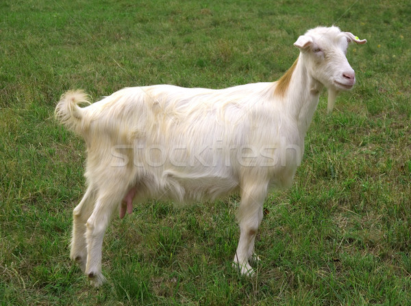 Goat Stock photo © oorka