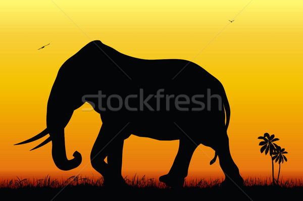 Olifant abstract illustratie zonsondergang silhouet dier Stockfoto © oorka