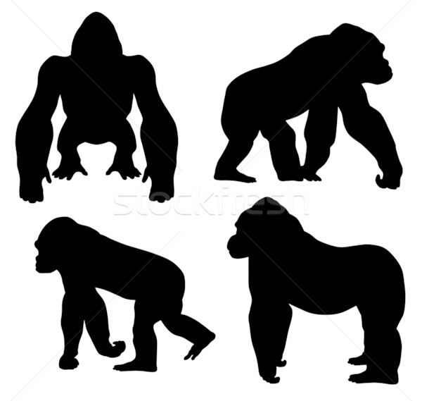 Сток-фото: горилла · аннотация · силуэта · вектора · млекопитающее