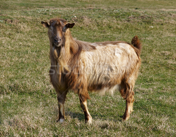 Goat Stock photo © oorka