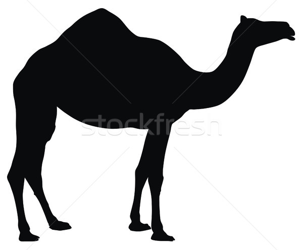Camel Stock photo © oorka