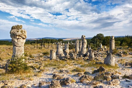 Stock photo: The Fossil Forest