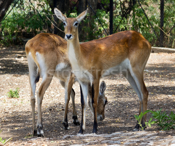 Red deer hind Stock photo © oorka