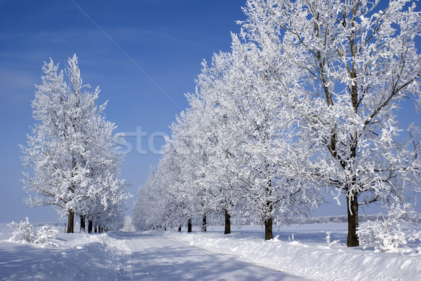 Congelato alberi in giro strada panorama neve Foto d'archivio © oorka