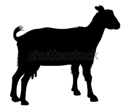 Goat Stock photo © oorka