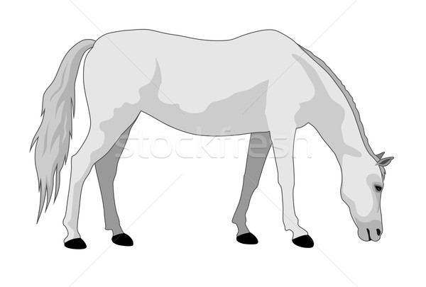 Cavallo cavallo bianco stand vettore illustrazione Foto d'archivio © oorka