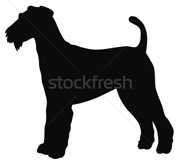 Airedale terrier Stock photo © oorka