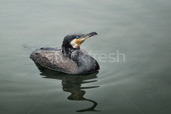 Cormorant swimming in Guilin Stock photo © ori-artiste