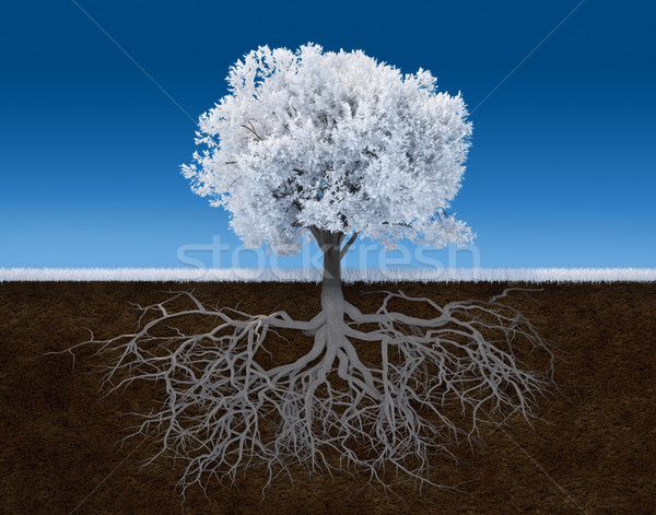 White tree Stock photo © orla