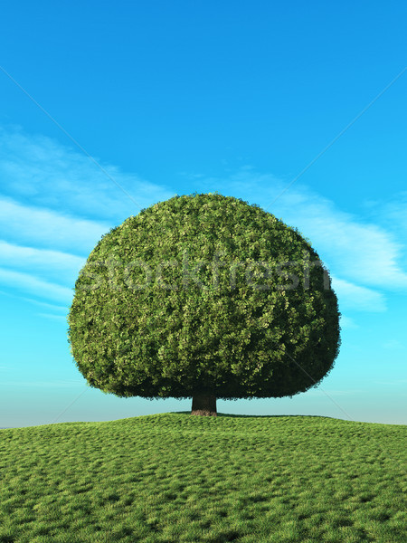 A perfect tree  Stock photo © orla