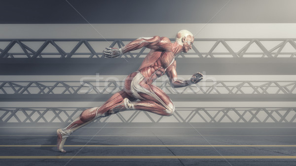 Muscular system Stock photo © orla