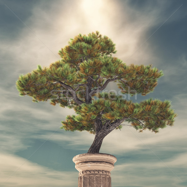 Column and a pine tree Stock photo © orla