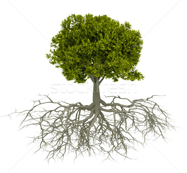 Baum Wurzel isoliert weiß 3d render Illustration Stock foto © orla