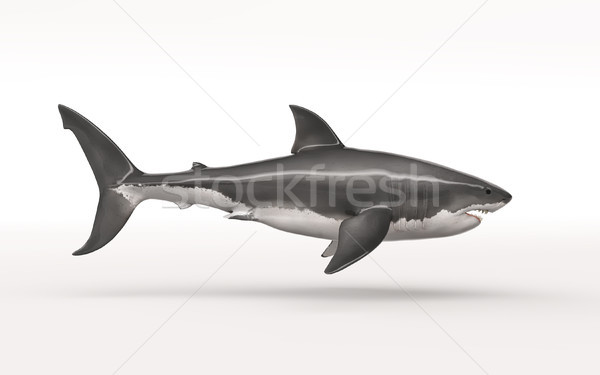 The white shark Stock photo © orla