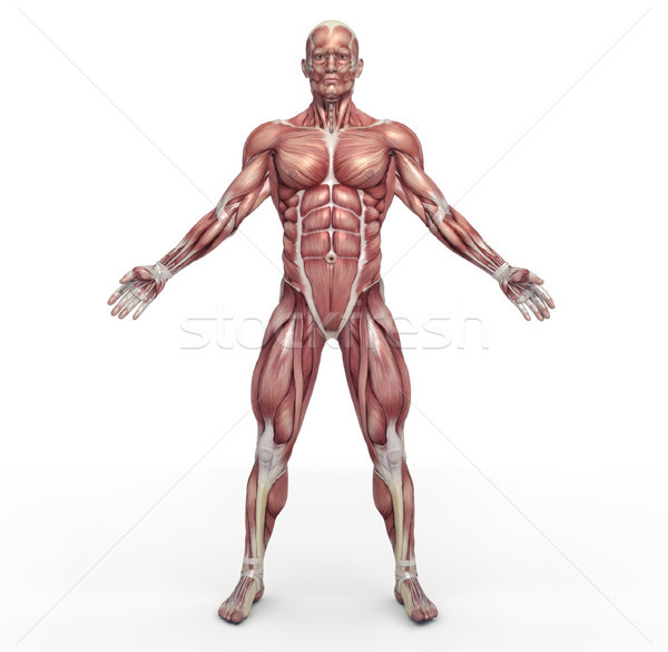 Masculino muscular 3d render ilustração esportes médico Foto stock © orla