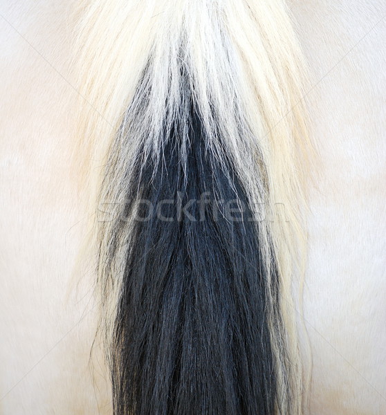 Cheval cheveux résumé fesse beauté [[stock_photo]] © oscarcwilliams