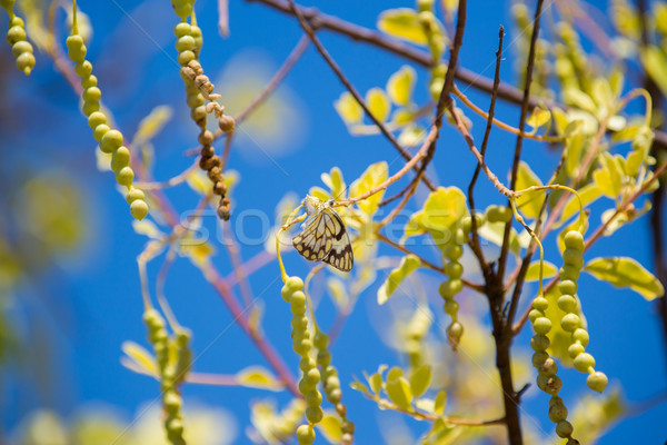 Stock foto: Schmetterling · weiß · braun · hängen · Baum · Natur