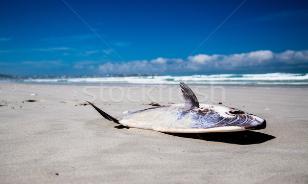 Stranded Mola Mola Sunfish Stock photo © ottoduplessis