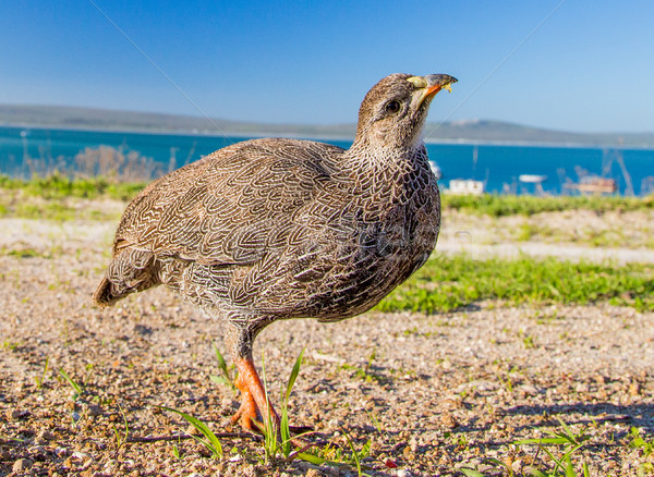 Curious Cape Francolin Stock photo © ottoduplessis