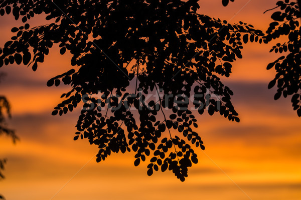 日没 葉 黒 ツリー 森林 太陽 ストックフォト © ottoduplessis