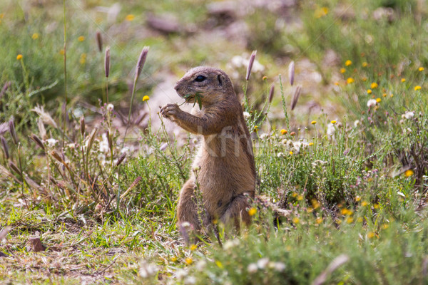 Ziemi wiewiórki jedzenie trawy posiedzenia Zdjęcia stock © ottoduplessis