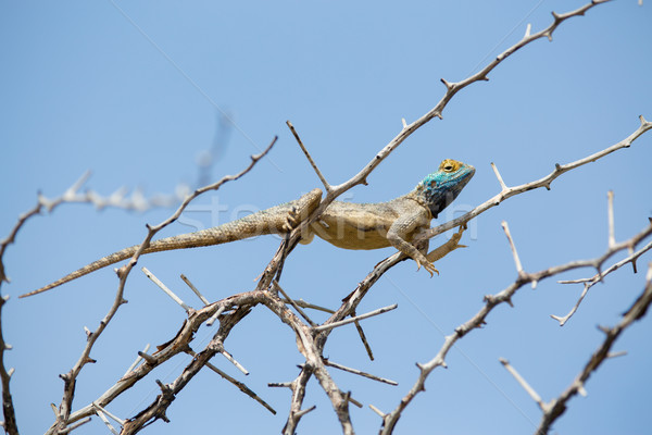 青 トカゲ 自然 岩 色 ストックフォト © ottoduplessis