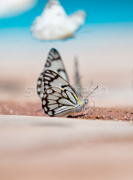 Butterflies by the water Stock photo © ottoduplessis